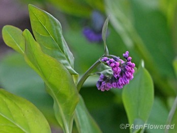 Flowers buds and leaves