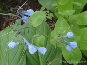 Forming fruits
