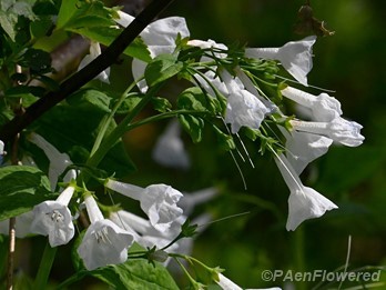 Plant in flower