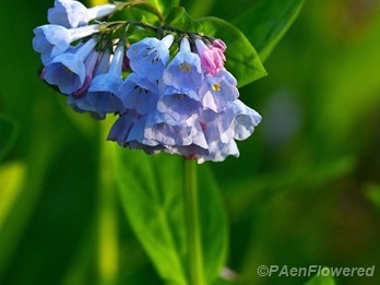 Virginia Bluebell