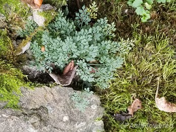 Fern cluster