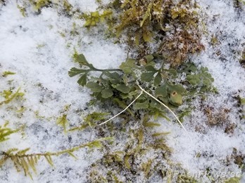 On limerock in the snow