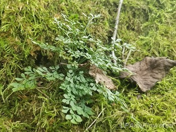 Plant form