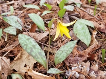 Yellow trout-lily