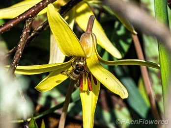 Flower with bee
