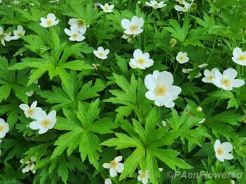 Plants in flower