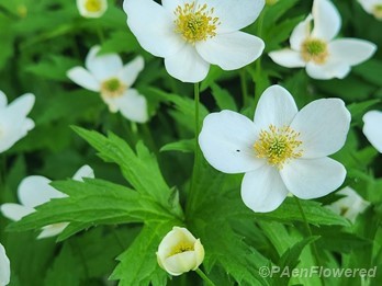Plants in flower