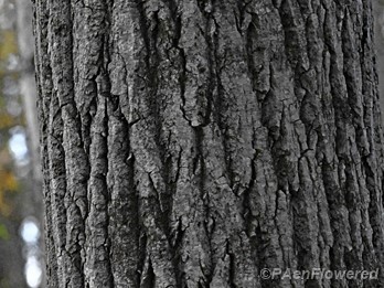 Mature bark