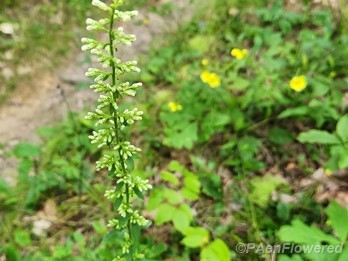Plant in early flower