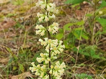 Plant in flower