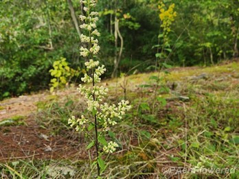 Plant form & habitat