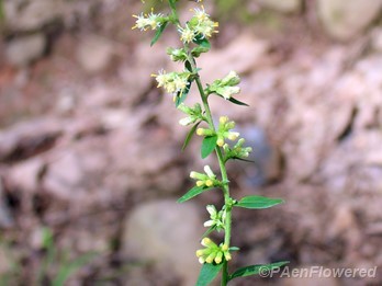 Upper portion of plant in flower
