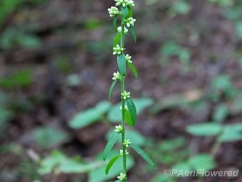 Plant in early flower
