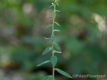 Plant form