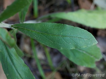 Leaf 