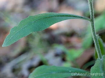Leaf and stem