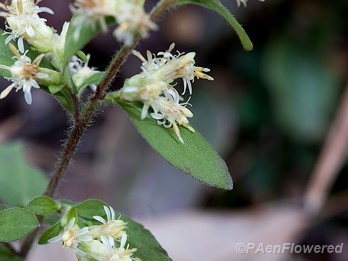 Flowers, stem and leaf