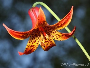 Canada Lily