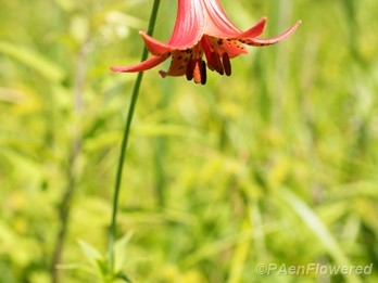 Canada lily