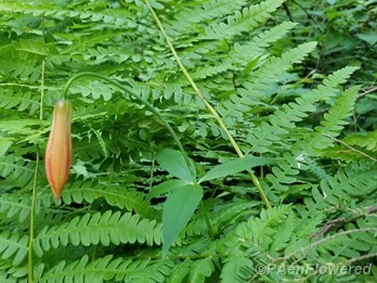 Flower bud with ferns