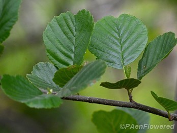 Leaves