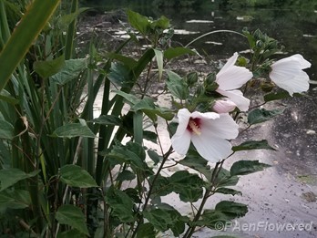 White flower form