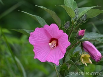 Flower color forms