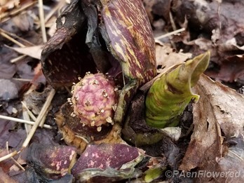 Inflorescence, spathe & emerging leaf