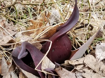 Spathe