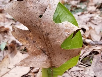 Hugging a leaf