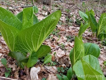 Plant form (Young leaves)