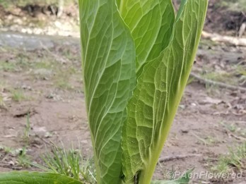 Leaves