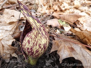 Young skunk cabbage