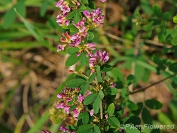 Plant in flower