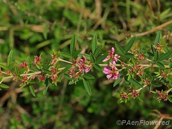 Plant in flower