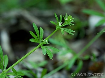 Scratch bedstraw