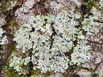 Powdery axil-bristle lichen