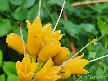 Calyx before and after corolla falls off