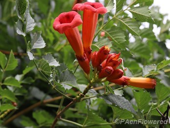 Flowers with Guarding Ants