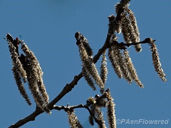 Male catkins