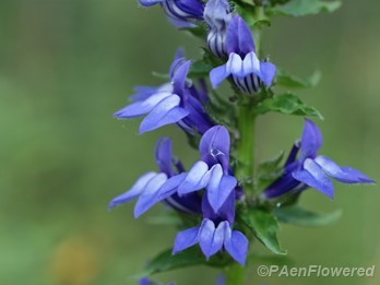 Flower detail