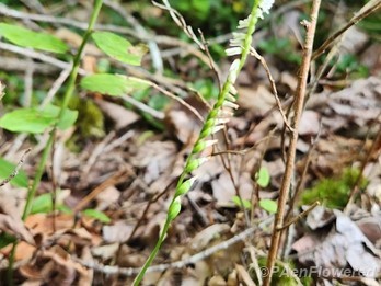 Plant form
