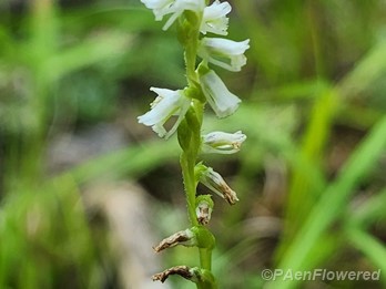 Plant in flower