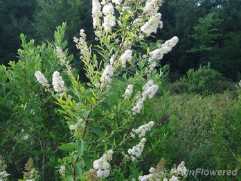 White meadowsweet