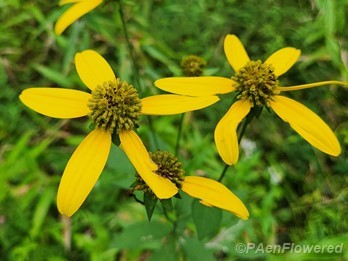 Late season flowers