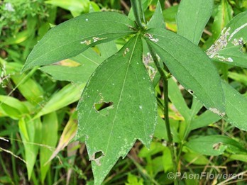 Leaf
