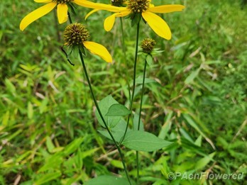Plant in flower