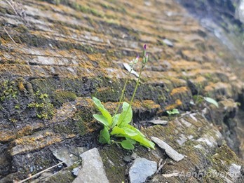 Plant form