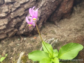 Plant in flower