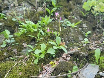Plants in habitat 
